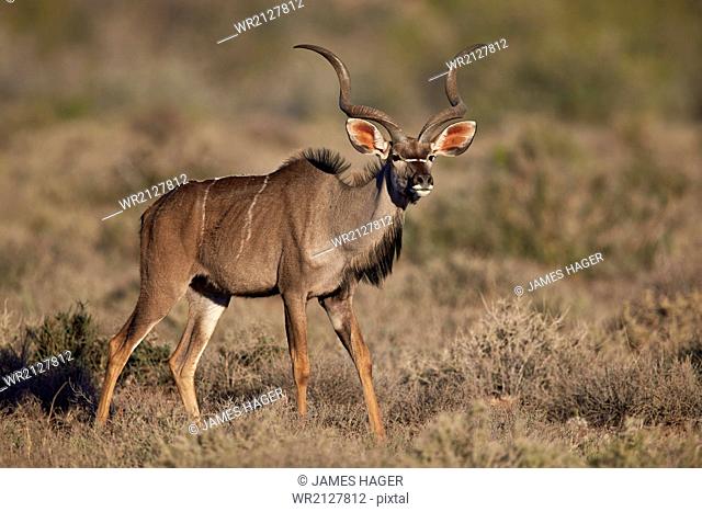 Greater kudu (Tragelaphus strepsiceros) buck, Karoo National Park, South Africa, Africa