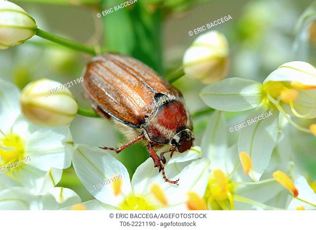 Cockchafer Beetle (Melolontha melolontha) on a foxtail lily (Eremurus robustus) Alsace, France