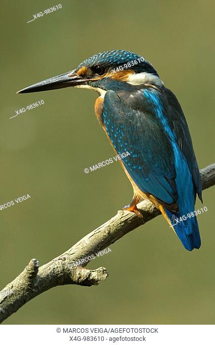 Martín pescador, European kingfisher, Alcedo atthis  Pontevedra, España