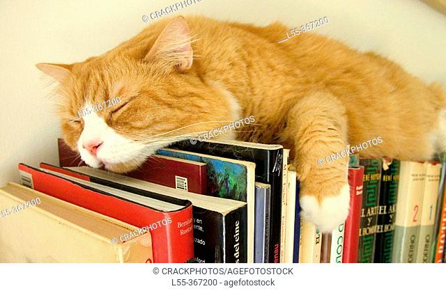 Cat sleeping on books