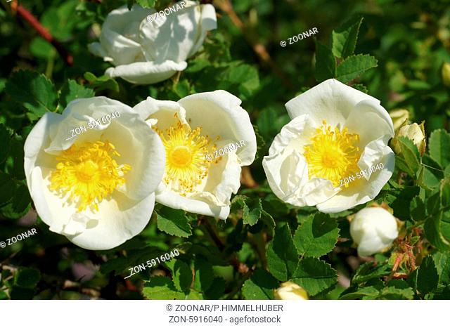 Rosa spinosissima, Syn. pimpinellifolia, Bibernellrose, Burnet rose