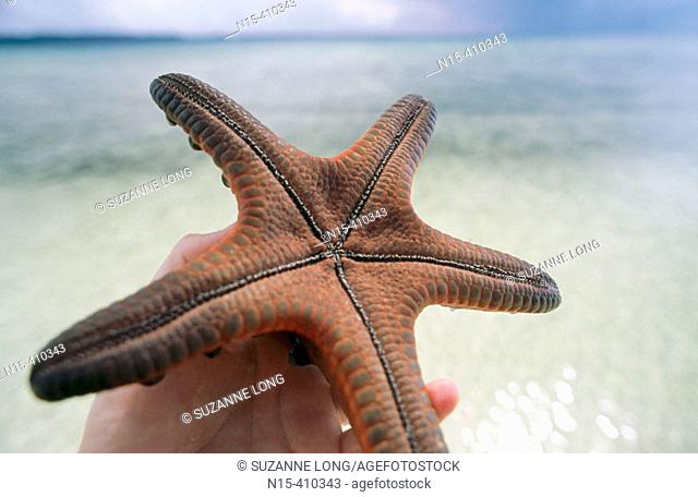 Underside of large red starfish (Protoreaster nodosus), Hoga Island, Wakatobi National Marine Park, Tukangbesi Archipelago, Sulawesi, Indonesia