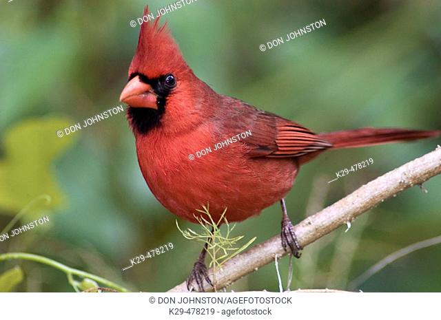 Northern Cardinal (Cardinalis cardinalis), male near feeder. Corkscrew Swamp Sanctuary, FL, USA