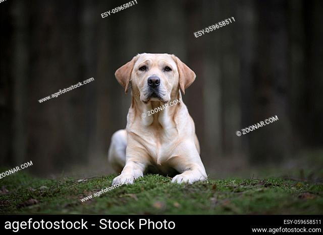 Pretty yellow labrador retriever lying down looking at the camera in a dark forest with trees in the background