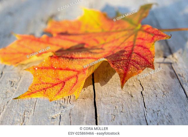 Red maple leaf on a wooden background