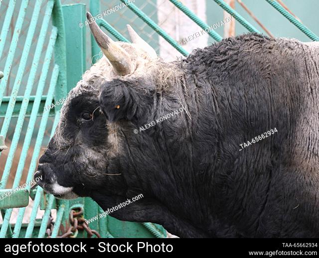 RUSSIA - DECEMBER 11, 2023: A Ukrainian Grey ox in the Askania Nova biosphere reserve. With a total area of 33, 307 hectares, of which more than 11