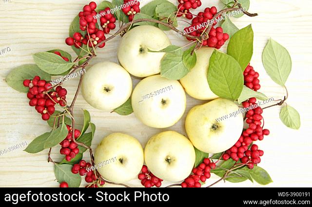Red schisandra and white apples. Still life with clusters of ripe schizandra and white apples. Harvest with red schisandra chinensis plants with ripe fruits and...