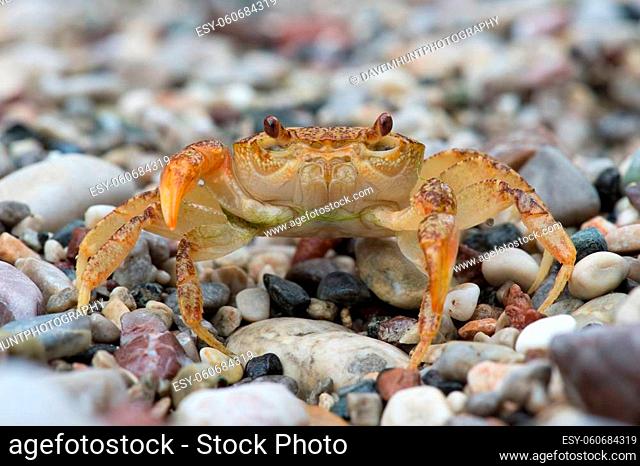 Potamon Potamios Freshwater Crab in stony riverbed