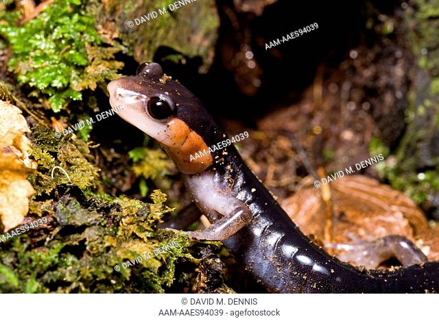 Jordan's Salamander (Plethodon jordani) Chimney Tops Trail, Great Smokey Mountains National Park, TN Tennessee