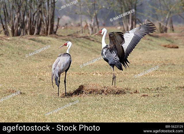 Wattled Crane (Bugeranus carunculatus) adult pair, one with wings spread, standing on short grass, central Ethiopia