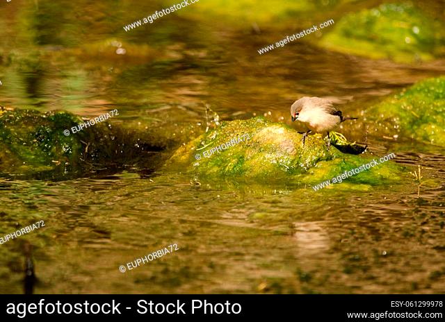 Juvenile common waxbill Estrilda astrild in a pond. Tony Gallardo Park. Maspalomas. San Bartolome de Tirajana. Gran Canaria. Canary Islands. Spain
