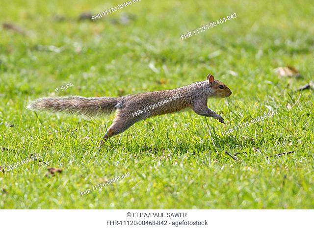 Eastern Grey Squirrel Sciurus carolinensis introduced species, adult, running, Suffolk, England, june
