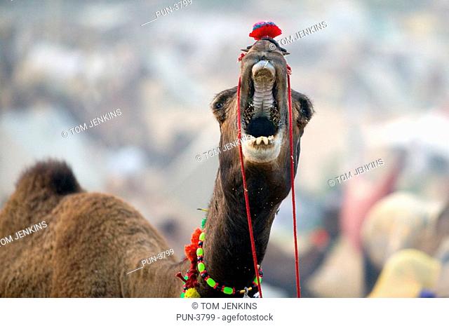 Camel yawning at the Pushkar camel fair