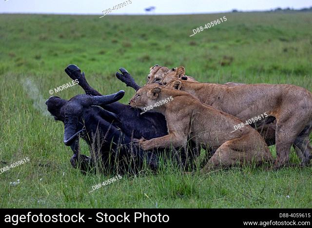 Africa, East Africa, Kenya, Masai Mara National Reserve, National Park, Lioness (Panthera leo), in the savanna, attack of a female buffalo