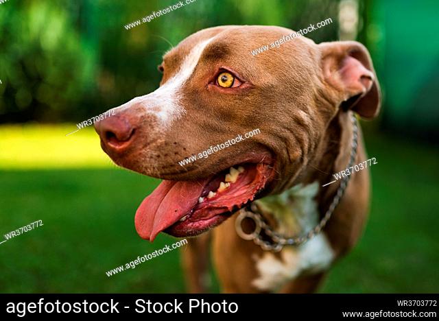 Closeup of young Amstaff dog head against green background in summer garden. Pitbull theme