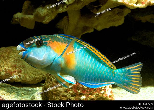 PARROT FISH (scarus) sordidus