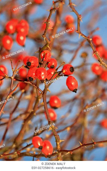 Red berries of rose bush in winter time