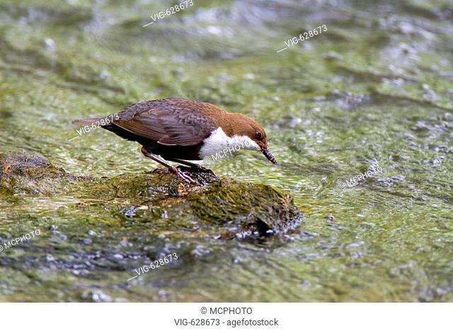 Die Wasseramsel ist der einzige Singvogel der sich zur Nahrungssuche unter Wasser aufhaelt. Die Gestalt der Wasseramsel ist rundlich, das Gefieder dunkelbraun