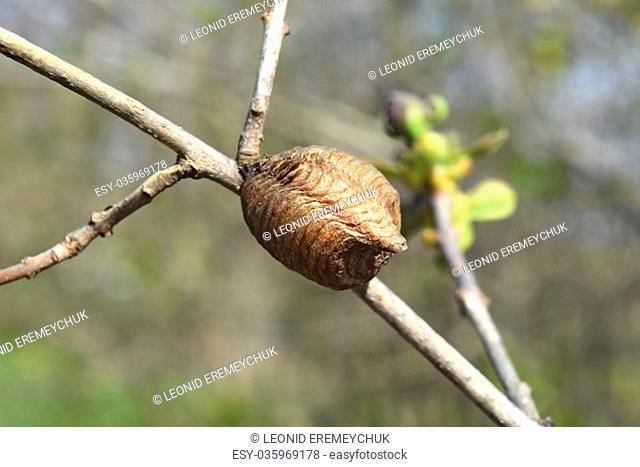Ootheca hierodula transcaucasica on a branch. Pending the winter mantis eggs in a dense cocoon