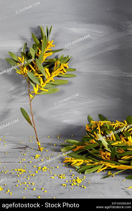 Mimosa flowers on gray wooden background. old wooden table. Copy space for text