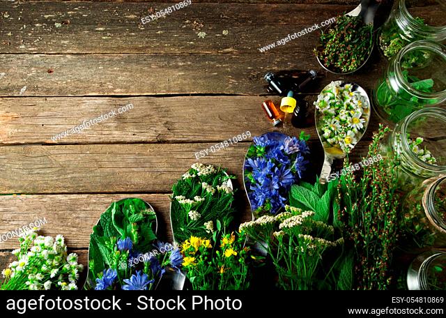 Fresh medicinal herbs. Medicinal herbs (chamomile, wormwood, yarrow, mint, St. John's wort and chicory) on an old wooden board. View from above