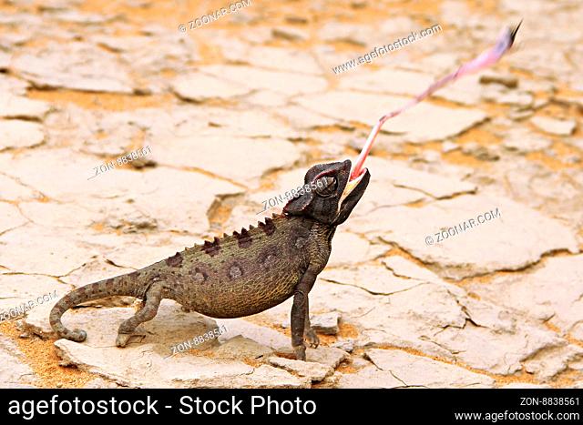 Fressendes Namaqua-Chamäleon, Namibia, eating Namaqua chameleon, Chamaeleo namaquensis