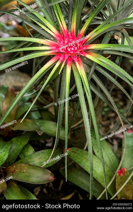 Bromeliad in tropical forest, Brazil