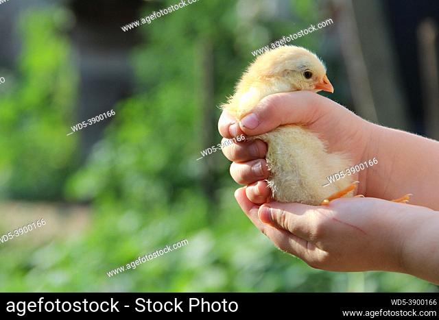 Yellow chicken in children's hands. New life. Small bird. Little chicken on poultry farm. Baby chicken in poultry farm. young chicken on human hand