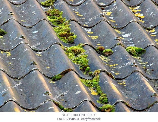 Worn cement fiber roof with different alga
