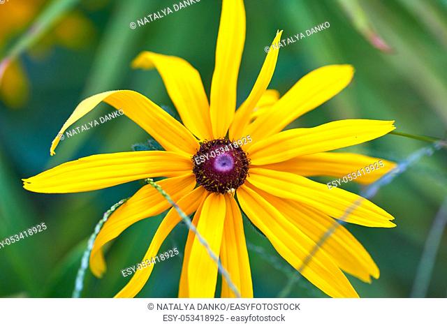 Yellow rudbeckia is a genus of annual, biennial, and perennial herbaceous plants of the Astrovye family, close up