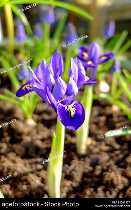 dwarf iris (iris reticulata 'harmony')