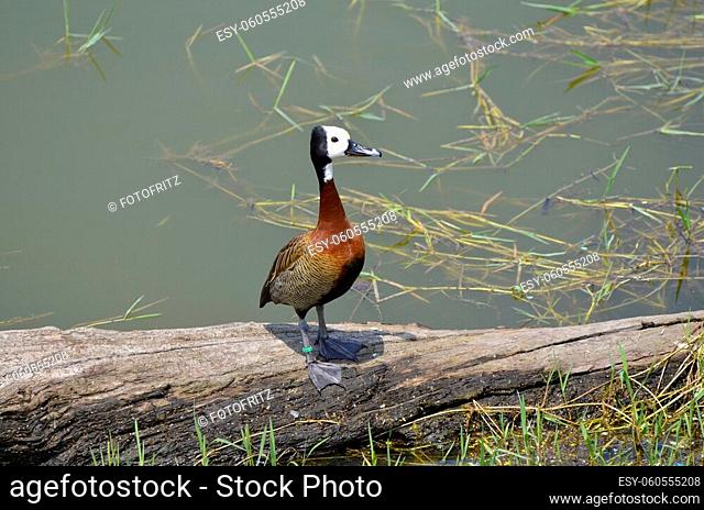 Greece, white-faced whistling duck on Lake Kerkini in Central Macedonia