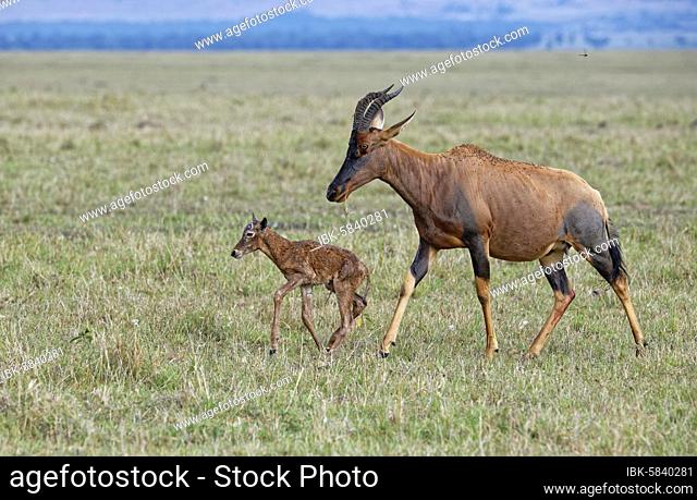 Sassaby- (Damaliscus lunatus) with newborn calf, Masai Mara Game Reserve, Kenya, Africa
