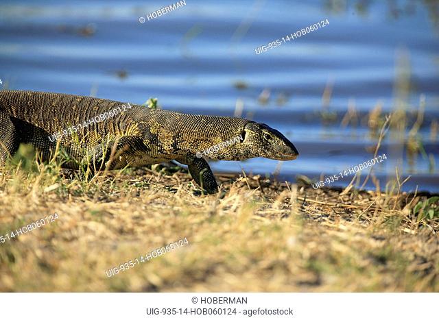 Leguaan Reptile, Chobe National Park, Botswana, Southern Africa