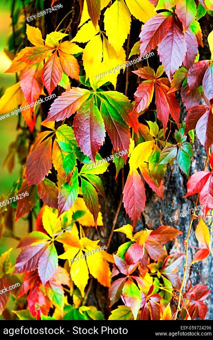 Beautiful autumn foliage. Virginia creeper leaves background. Colorful autumnal foliage over blurred background. Vertical shot