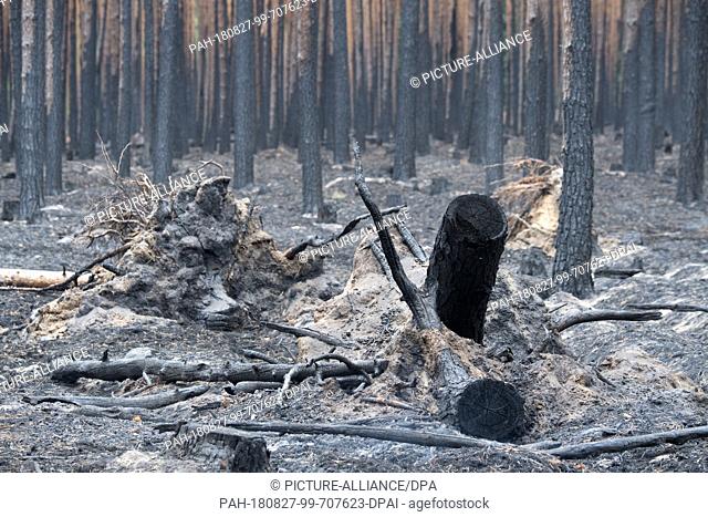dpatop - 27 August 2018, Treuenbrietzen, Germany: Burnt trees lie in a forest near Treuenbrietzen. About 350 firefighters are still on duty to fight forest...