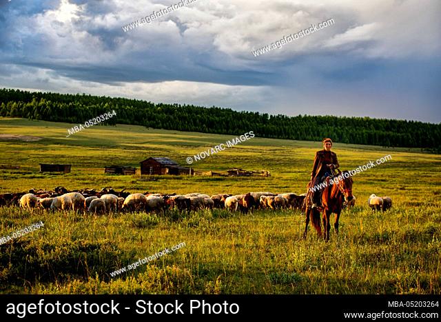 Herd of cattle graze and shepherds in the Mongolian steppe, Mongolia