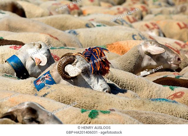 France - Cevennes - Esperou - Transhumance - Sheeps (ovis aries) Moutons