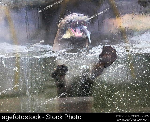 08 January 2021, North Rhine-Westphalia, Duisburg: A giant otter eats a trout in its enclosure at the zoo. The zoos in NRW lost millions in revenue last year...