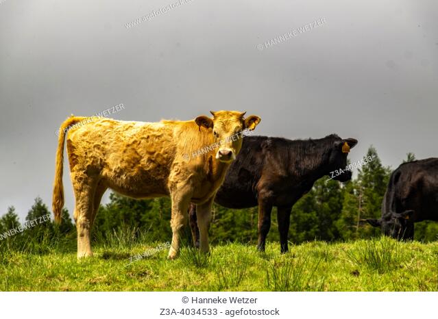 Terceira, Azores, Portugal: cows in a meadow in the mountains