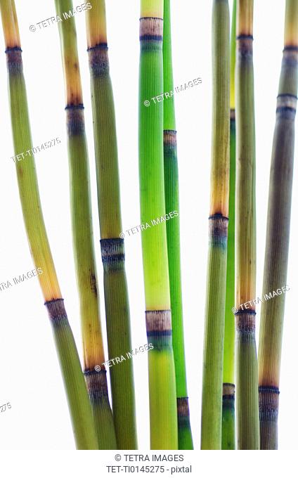 Studio shot of bamboo stalks