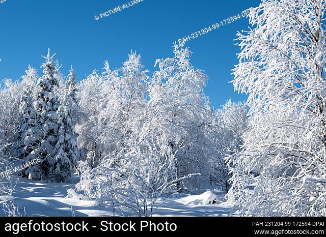 03 December 2023, Baden-Württemberg, Baiersbronn: Snow-covered trees against a blue sky on the Lothar Trail in the Black Forest National Park