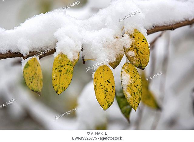 common pear (Pyrus communis), snow covered branch with autumn leaves, Germany, Bavaria