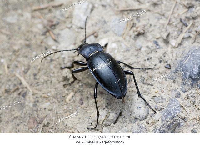 Violet Ground Beetle, Carabus violaceus. Ground beetle which has violet or indigo edges on the smooth elytra or wing cases and thorax. 20-30mm long