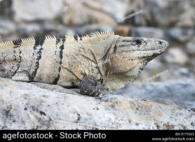 Black spiny-tailed iguana (Ctenosaura similis), Chichen Itza, Yucatan, Mexico, Central America