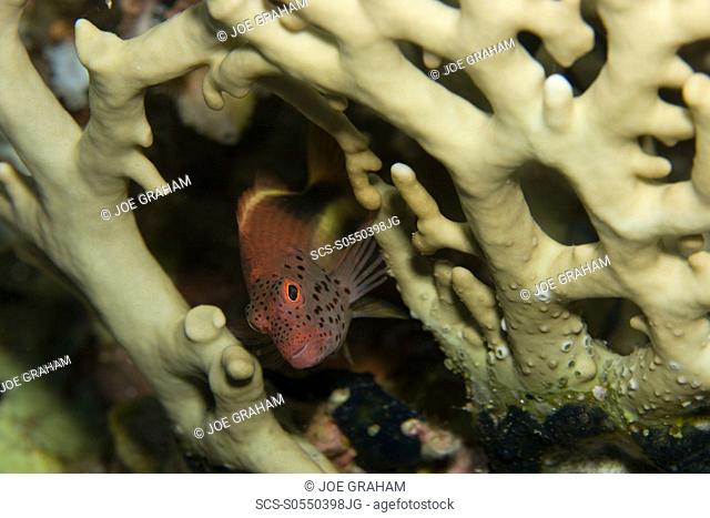 Freckled hawkfish Paracirrhites forsteri peeking out from behind some fire coral Red Sea Egypt