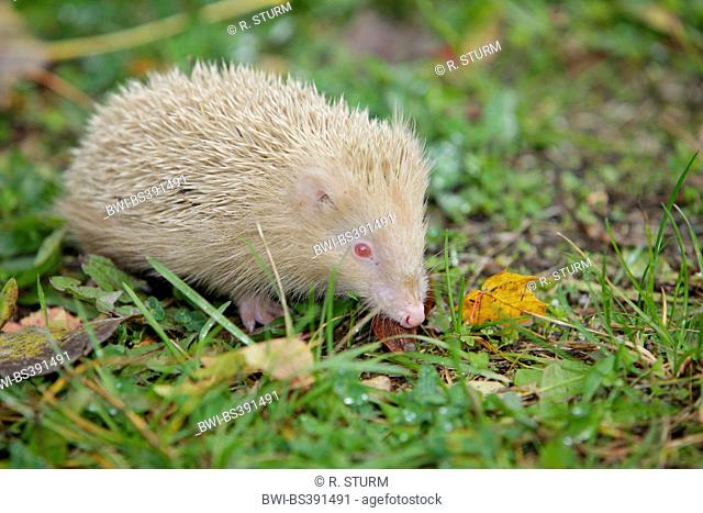 Western hedgehog, European hedgehog (Erinaceus europaeus), white albino in a meadow, Germany, Bavaria