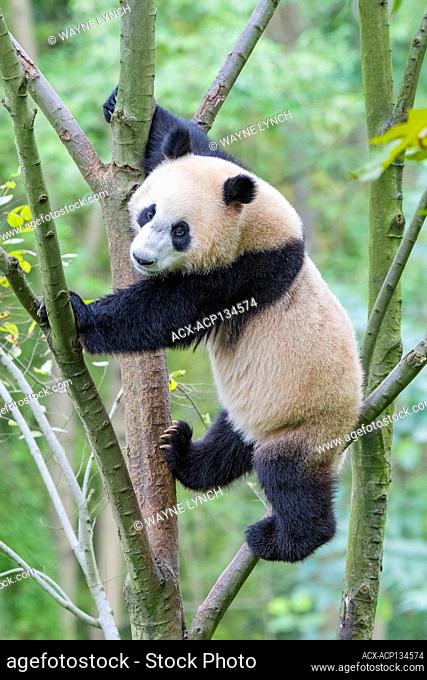 Captive subadult giant panda(s) (Ailuropoda melanoleuca), central China