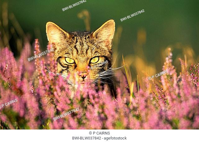 wild cat Felis silvestris, portrait, peering through flowering heather