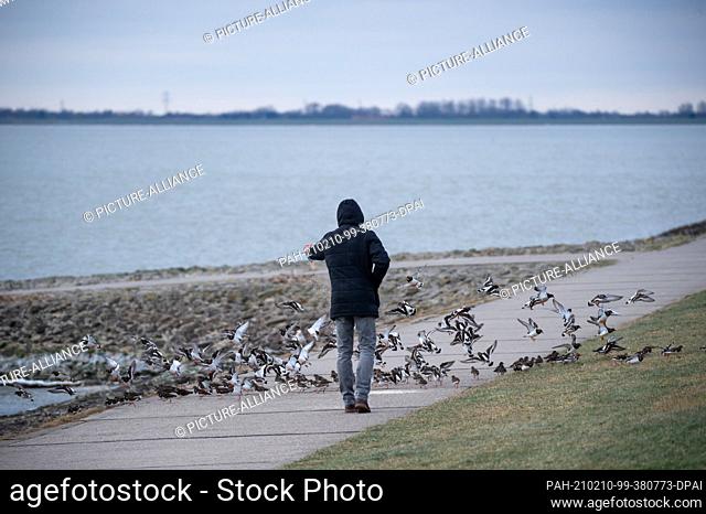 10 February 2021, Lower Saxony, Wilhelmshaven: Turnstones (Arenaria interpres) in slack dress flutter as a man pours oatmeal onto the path on the south beach